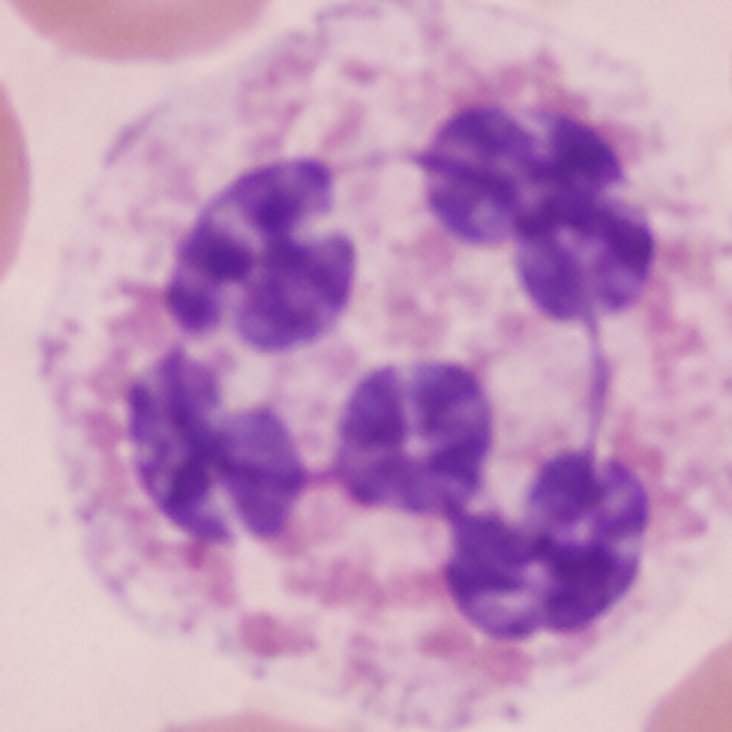 Segmented neutrophil detail